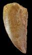 Serrated, Raptor Tooth - Morocco #72615-1